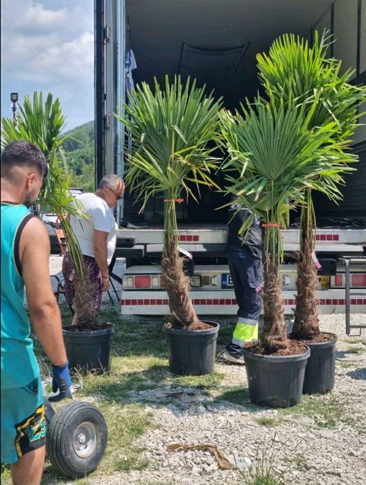 Palmieri inaltime 1.50m 1.70m la cel mai mic pret