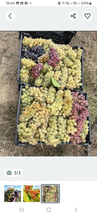 Struguri de vin direct din vie din Vrancea