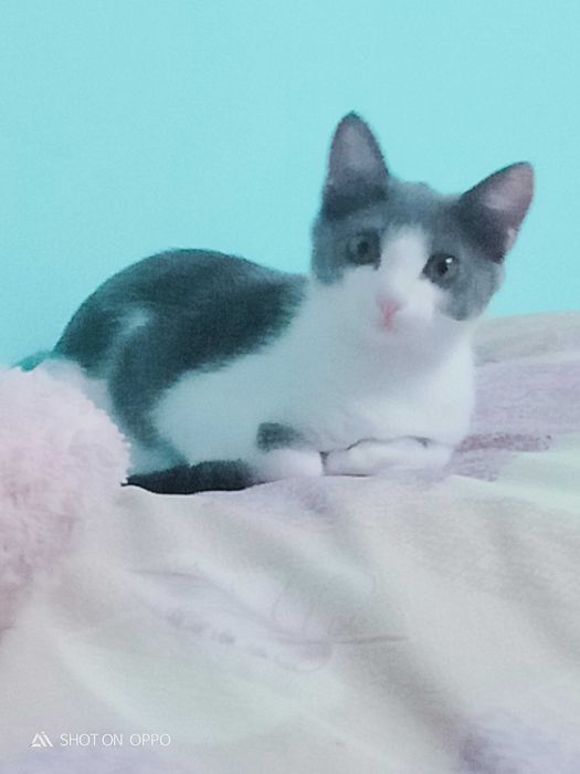 Отдаём кошку в добрые руки!