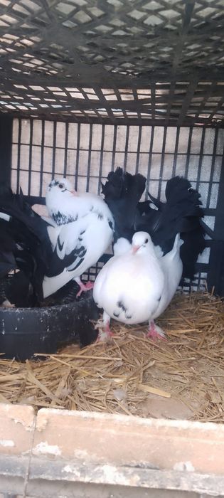 Vând porumbei, diferite rase!