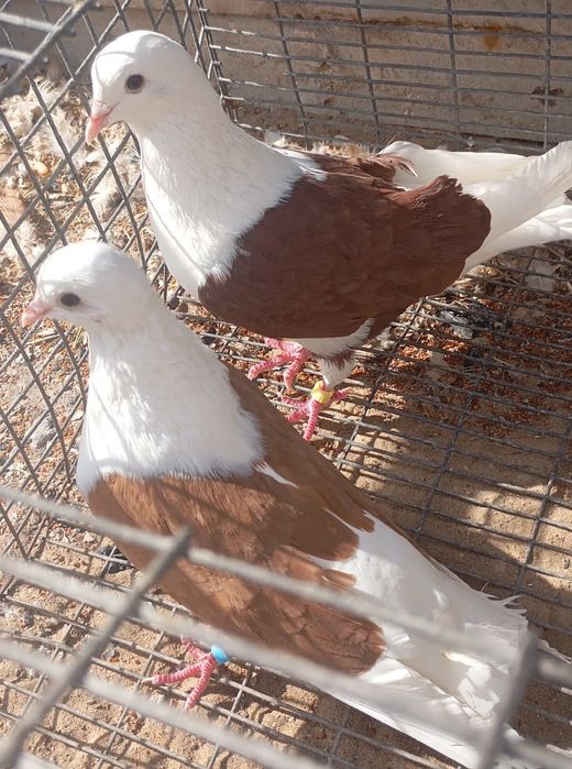 Пара бокатых летно игровых