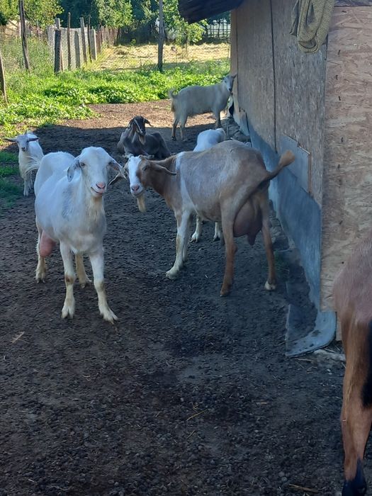 Iede și iezi din capre exclusiv de lapte,poze reale!
