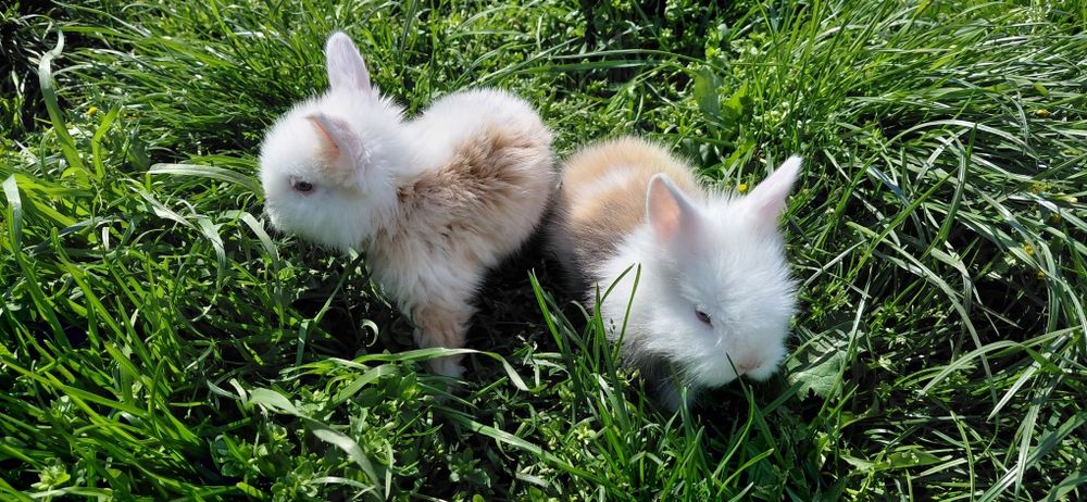 Pui iepure cap de leu