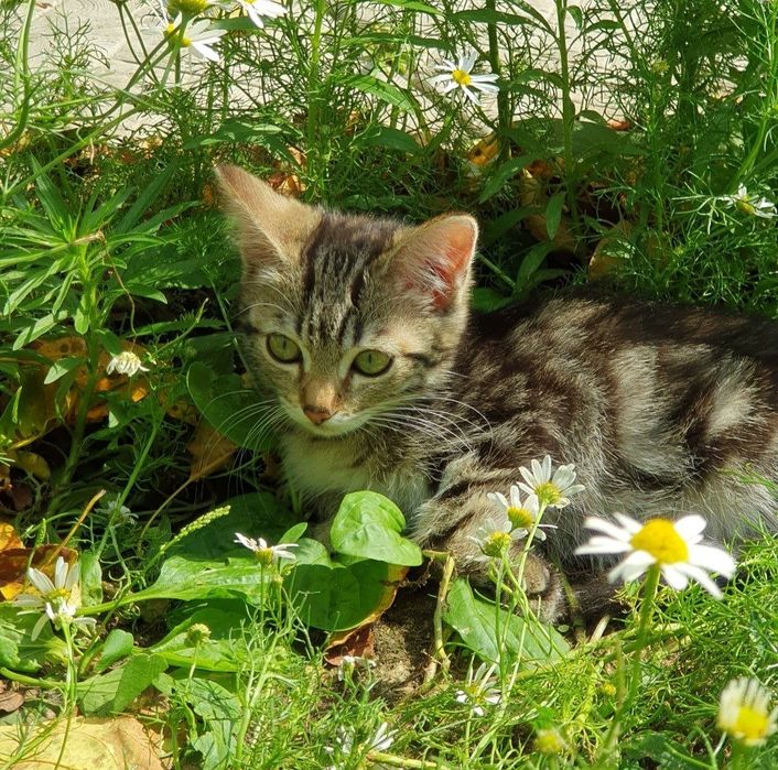 Котята в добрые руки.