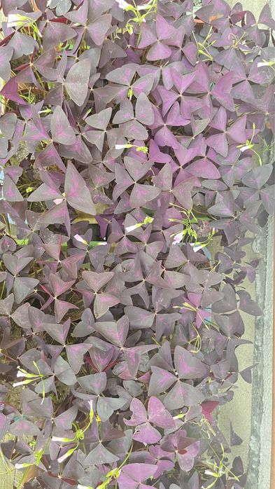 Продается Кислица