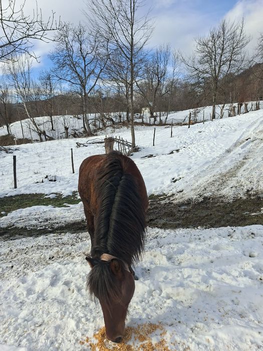 Armasar de vinzare 5 ani