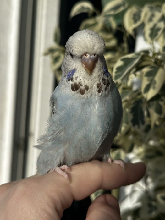 Выставочный попугай Чех