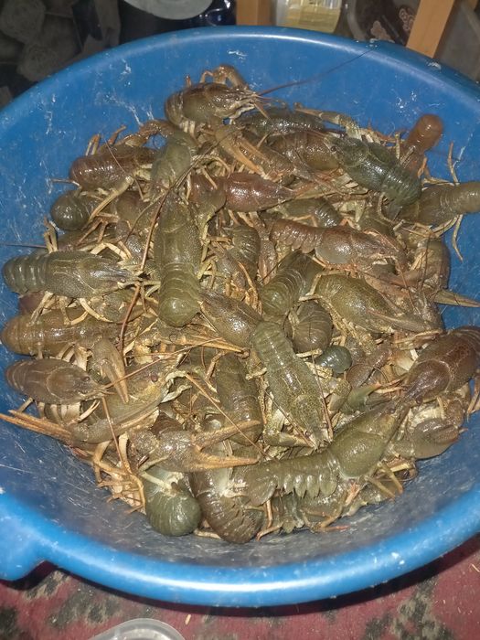 Раки местные Тобол