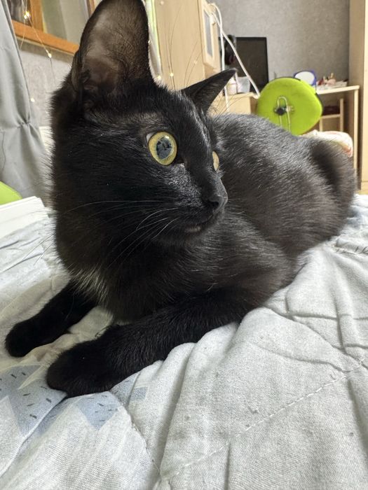 Отдам кошечку 8 месяцев