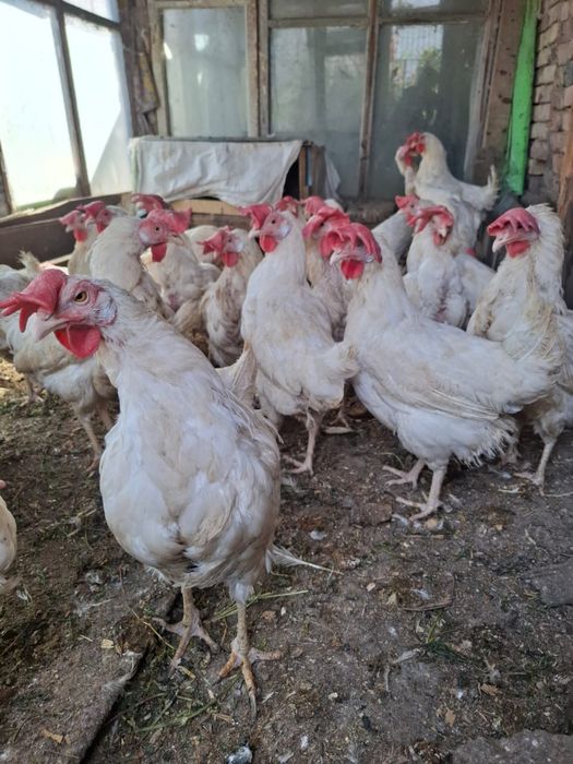 Продам домашних петухов , 2 шт