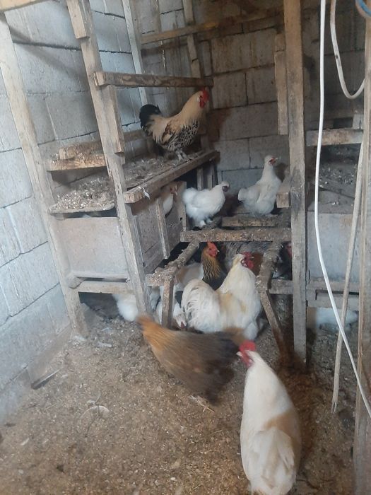 Китайские шёлковые   куры