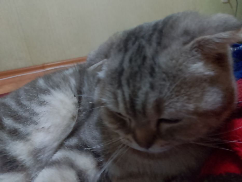 Кошка шатланский