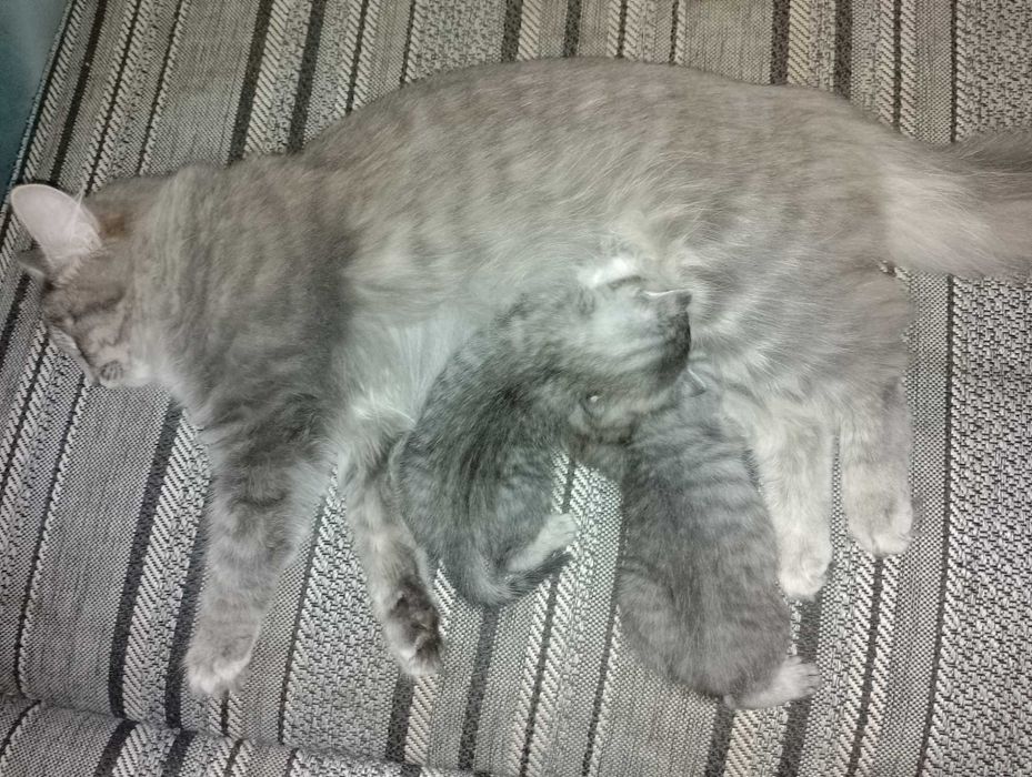 Продам Шотландских Котят