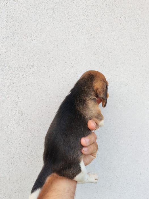 Beagle tricolor superba cu pedigree