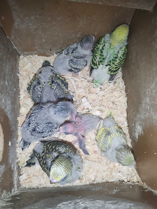 Pui Perusi disponibil