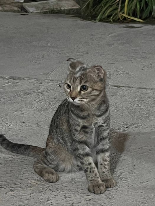 Mehrli qullar uchun mushuklar