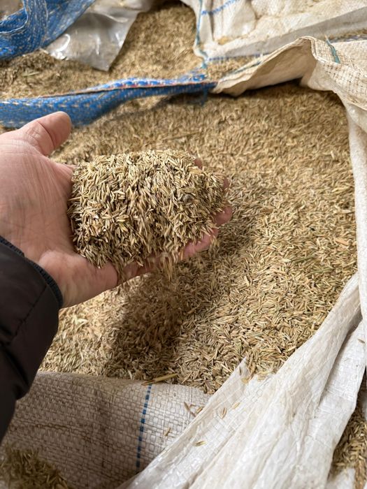 Samanta Iarba Lollium ,Festuca ,Raigras,Sudan ,Amestec