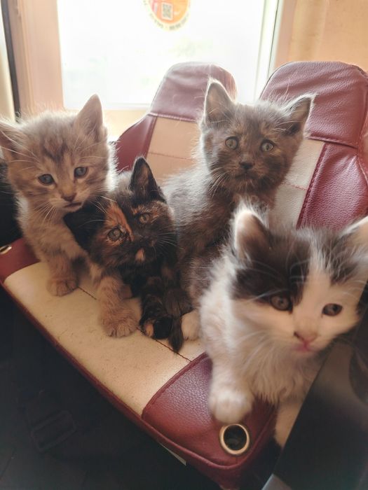 Кошки маленькие продаются