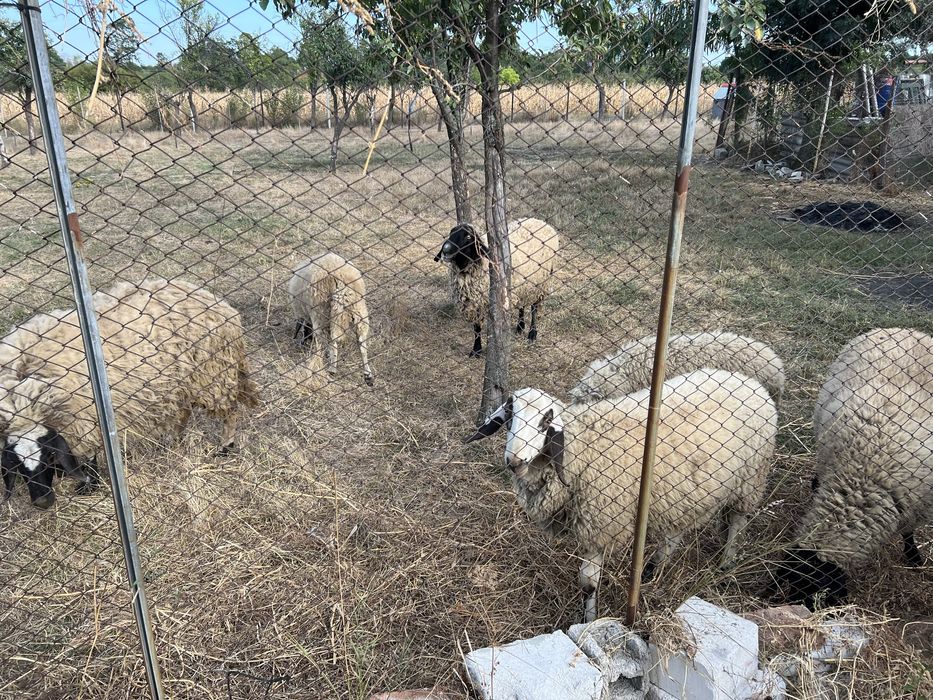 Oi si mielute carabase