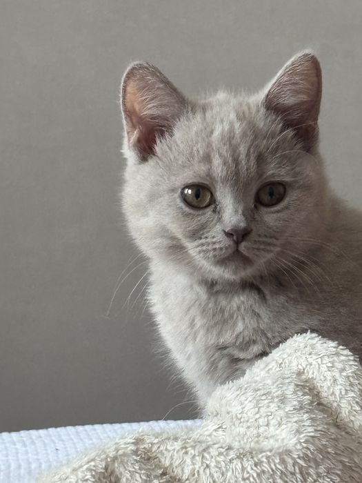 Британка короткошерстная