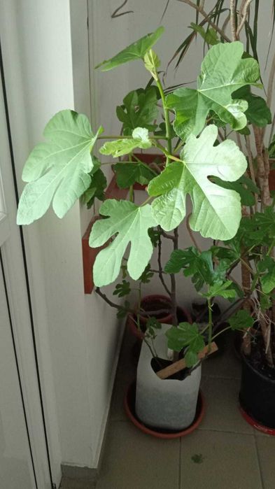 Smochini la ghiveci. Inclusiv pt balconul tau! Sigur culegi fructe.