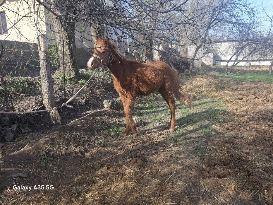 1жасар таи болшагы бар таи