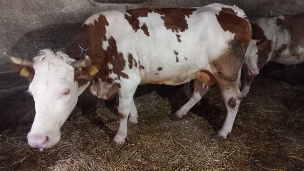 Vând  vaca de lapte  are 4 viței si este gestanta la jumătate