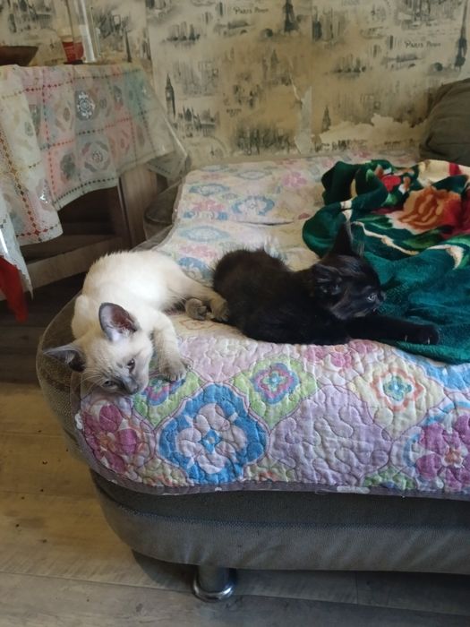 Отдам котят в хорошие руки приучины к лотку,кушают всё