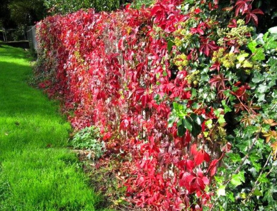 Vita de Vie Roșie (Canadiana )