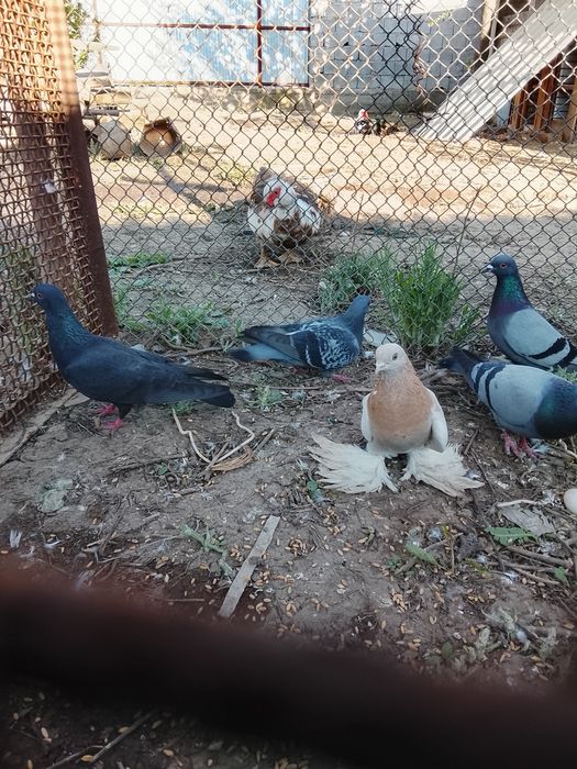 Продается Голуби