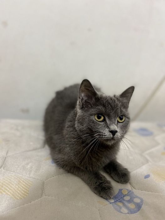 Skotish Strayt Britaniyskiy Sotiladi