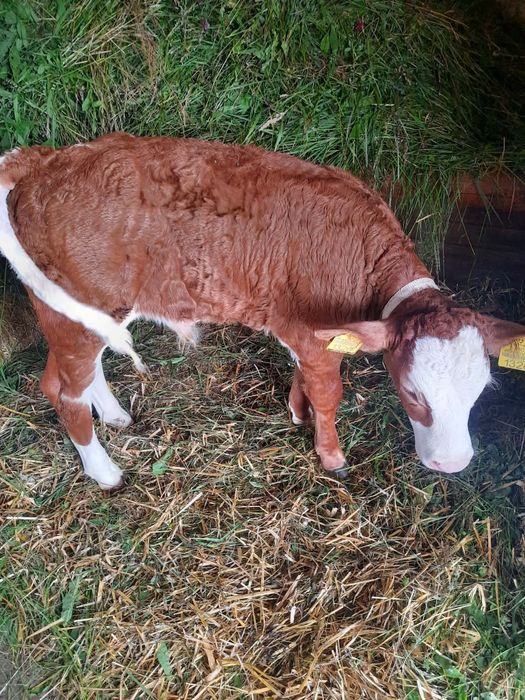Vând vaca  de 4 ani cu vițel de 4 săptămâni