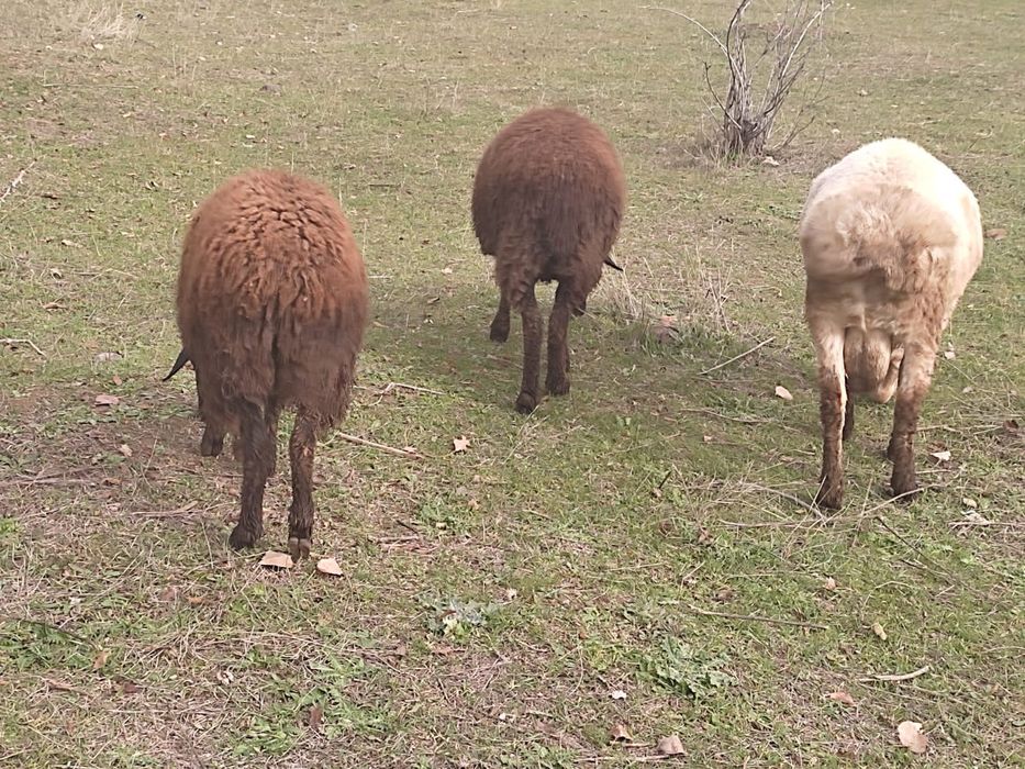 Продаю занейских коз и баранов.