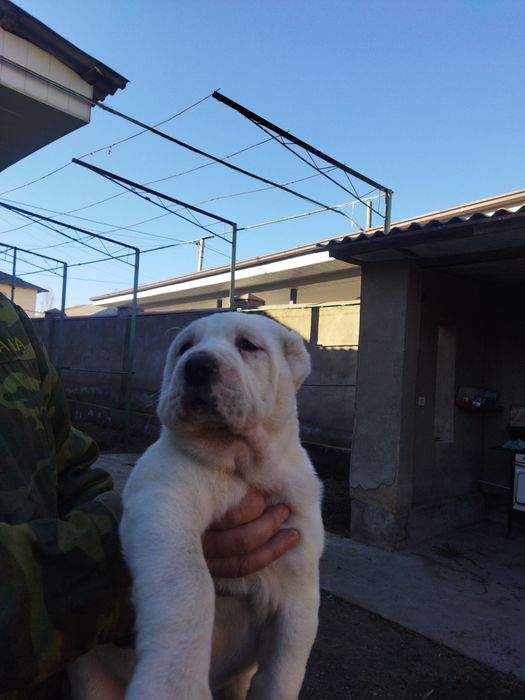 Alabay kuchuk bolalari