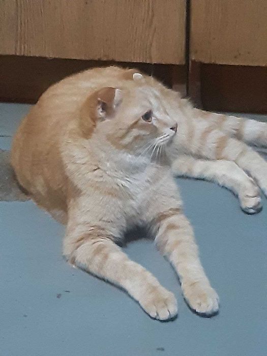 Котенок мальчик в добрые руки. Смотрите фото