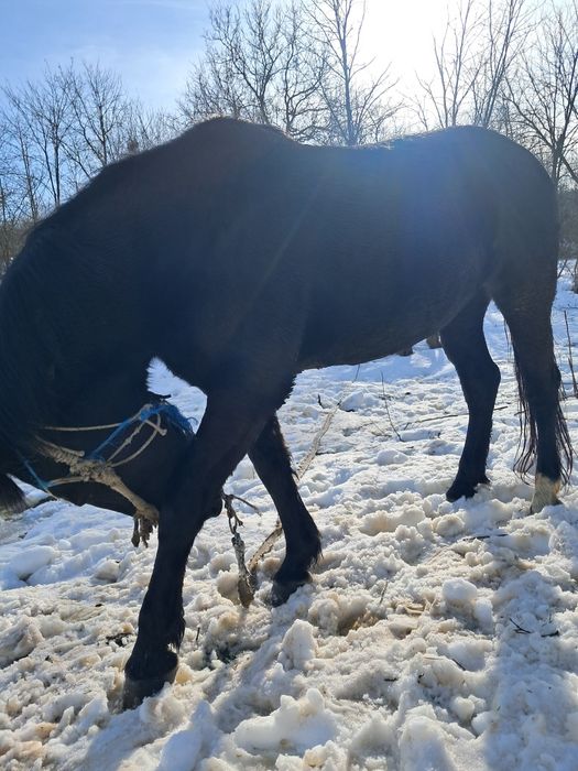 vand iapa,8000 de lei ,