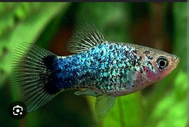 Продам аквариумных рыбок