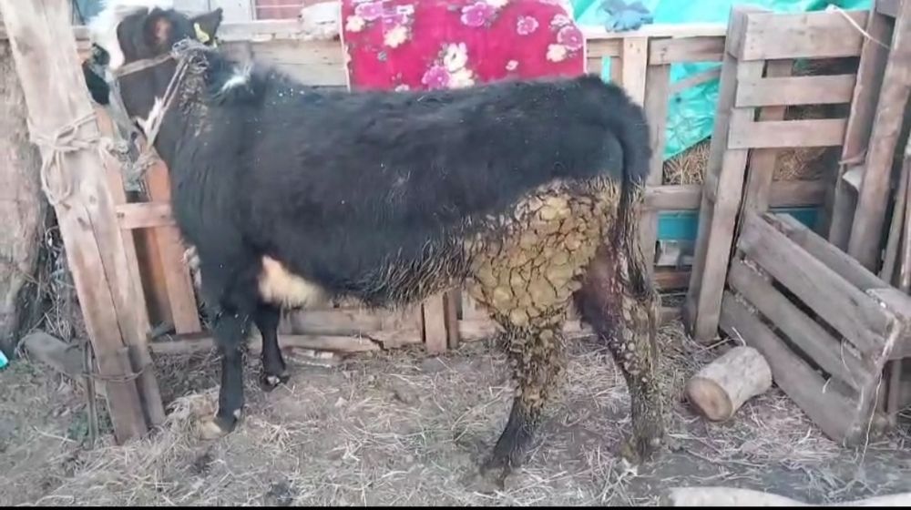 Продам телочку справная срочно