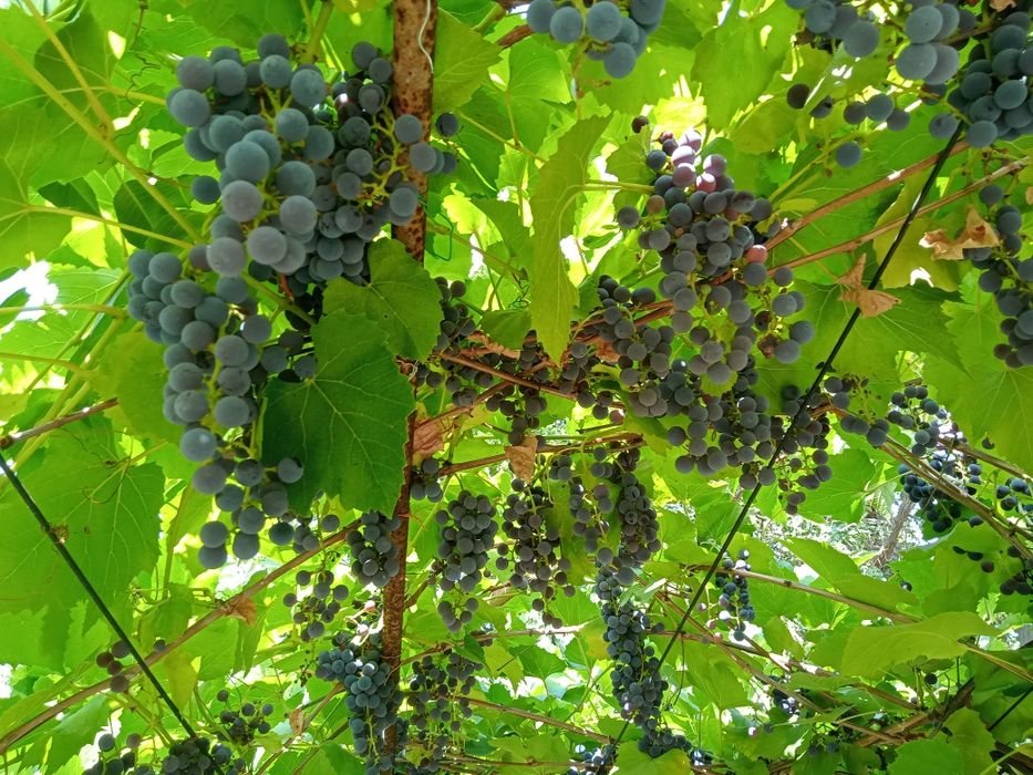 Продам сливы и виноград