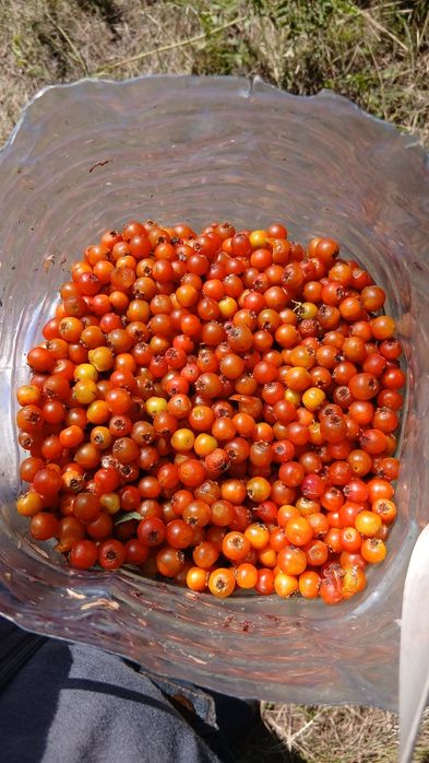Продам боярышника