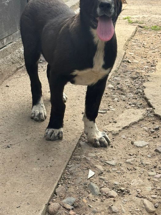 Алабай ұрғашы 4 айлық линия бәрі бар