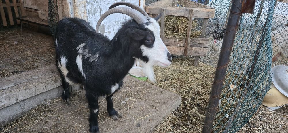 Продам дойную козу!