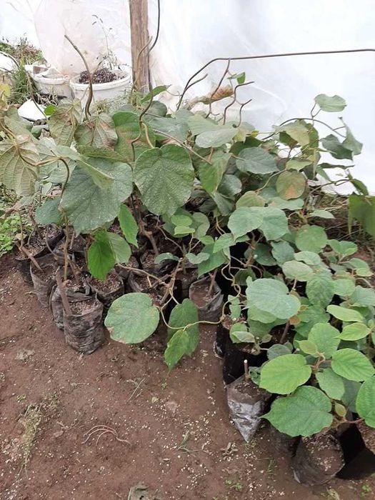 Киви сорт Бруноо