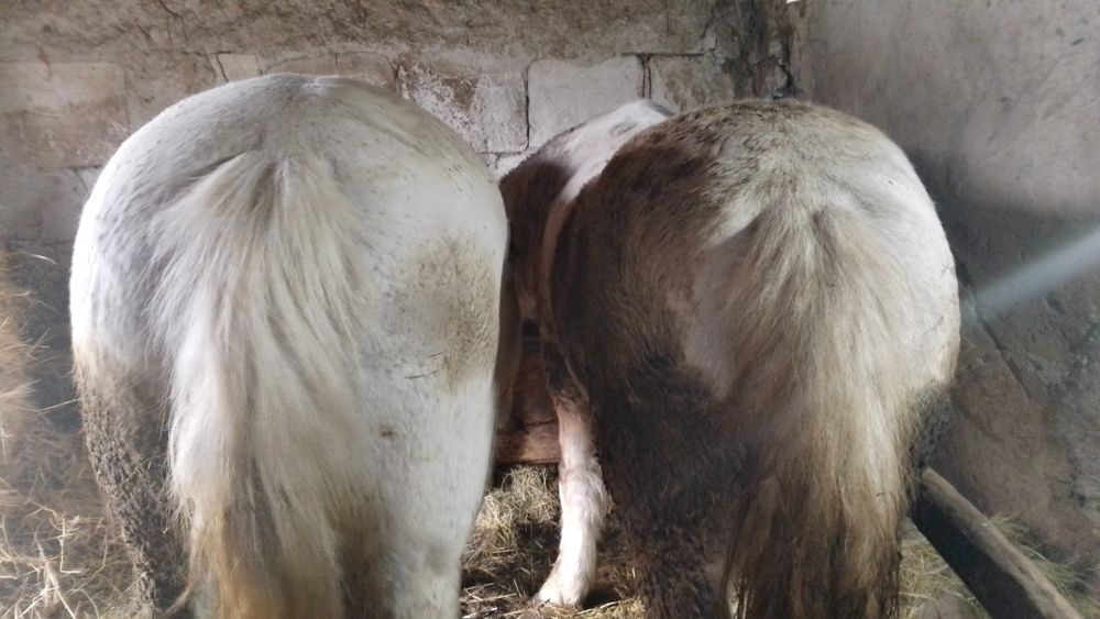 Vând cai buni de tras