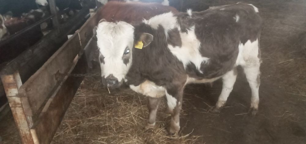 Продаются  бычки