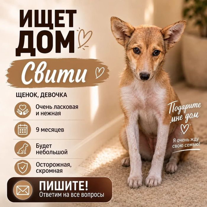 Отдаем собаку подростка 9 месяцев в добрые руки