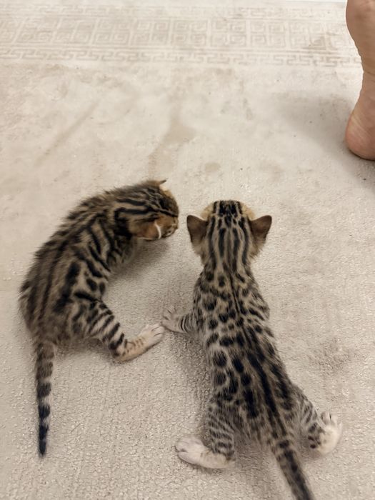 Продаю бенгальских котят