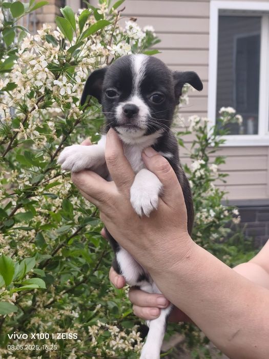 Продам щенка чихуахуа