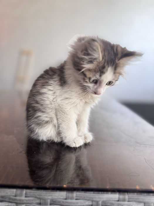 Котенок 2 месяца