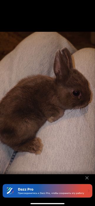 Нидерландский карликовый кролик серого цвета